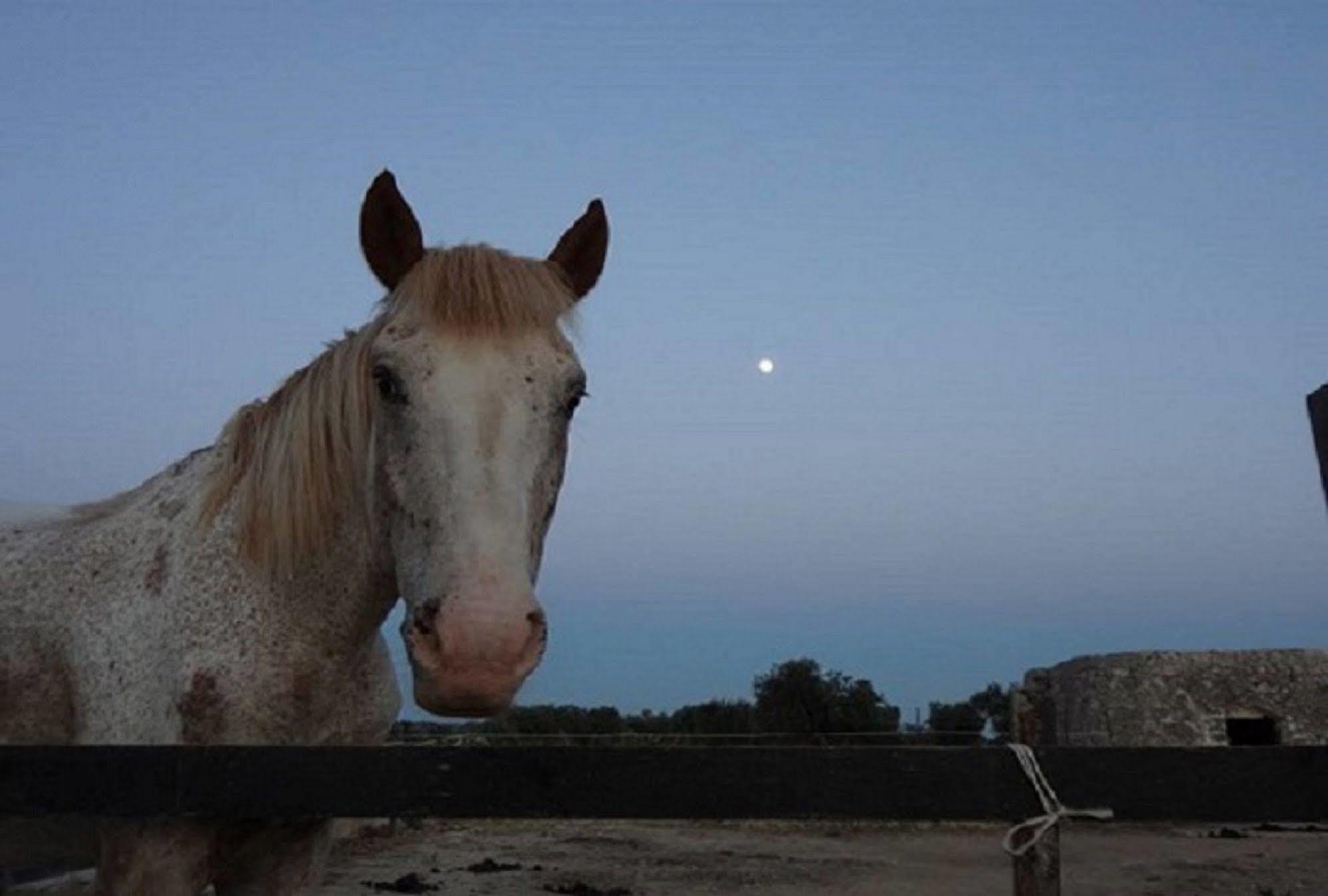 Bio-Agriturismo Masseria La Palombara Salve Εξωτερικό φωτογραφία